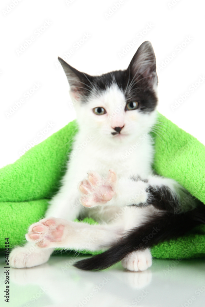 Small kitten in green towel isolated on white