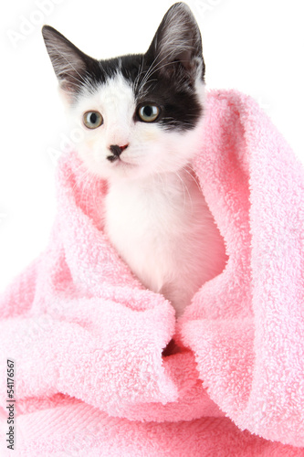 Small kitten in pink towel isolated on white