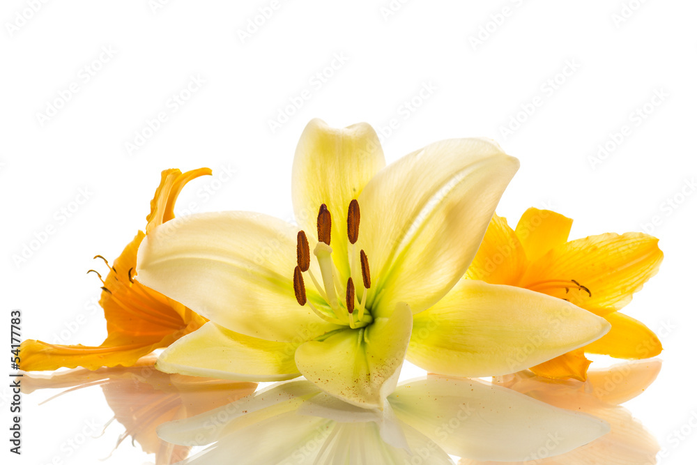 Obraz premium yellow lily