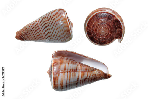 Shells of Conus figulinus isolated on white