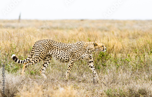 Cheetah © donvanstaden