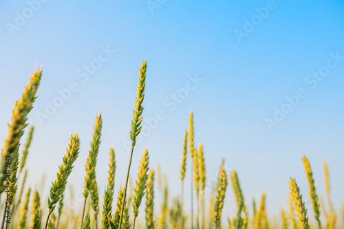 Wheat ears