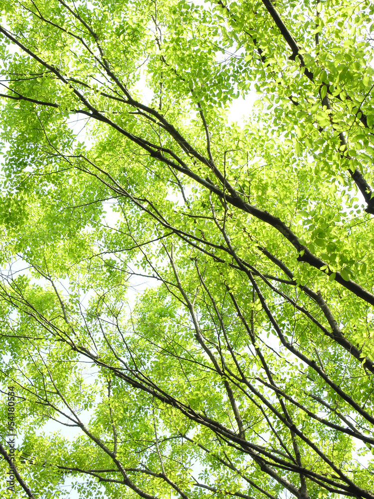 Fototapeta premium 芽吹きのケヤキ