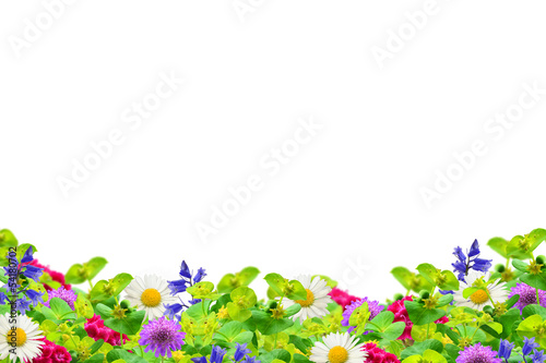 Field of wildflowers