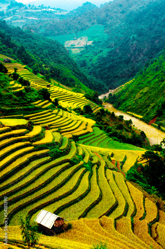 Rice fields of terraced in Vietnam #54181390