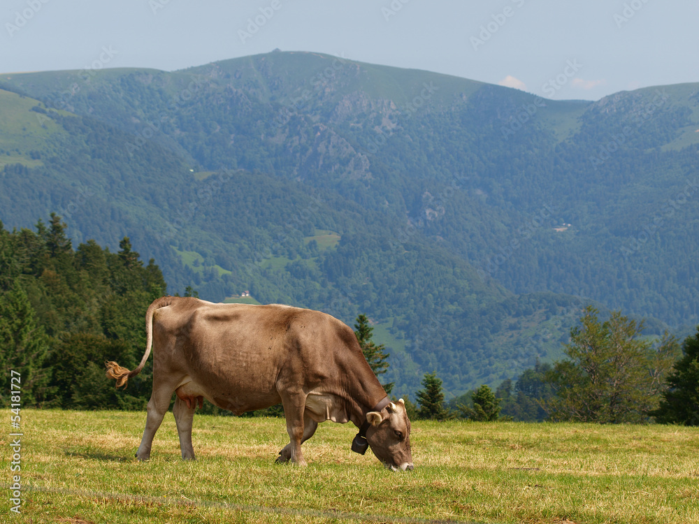 VACHE BRUNE