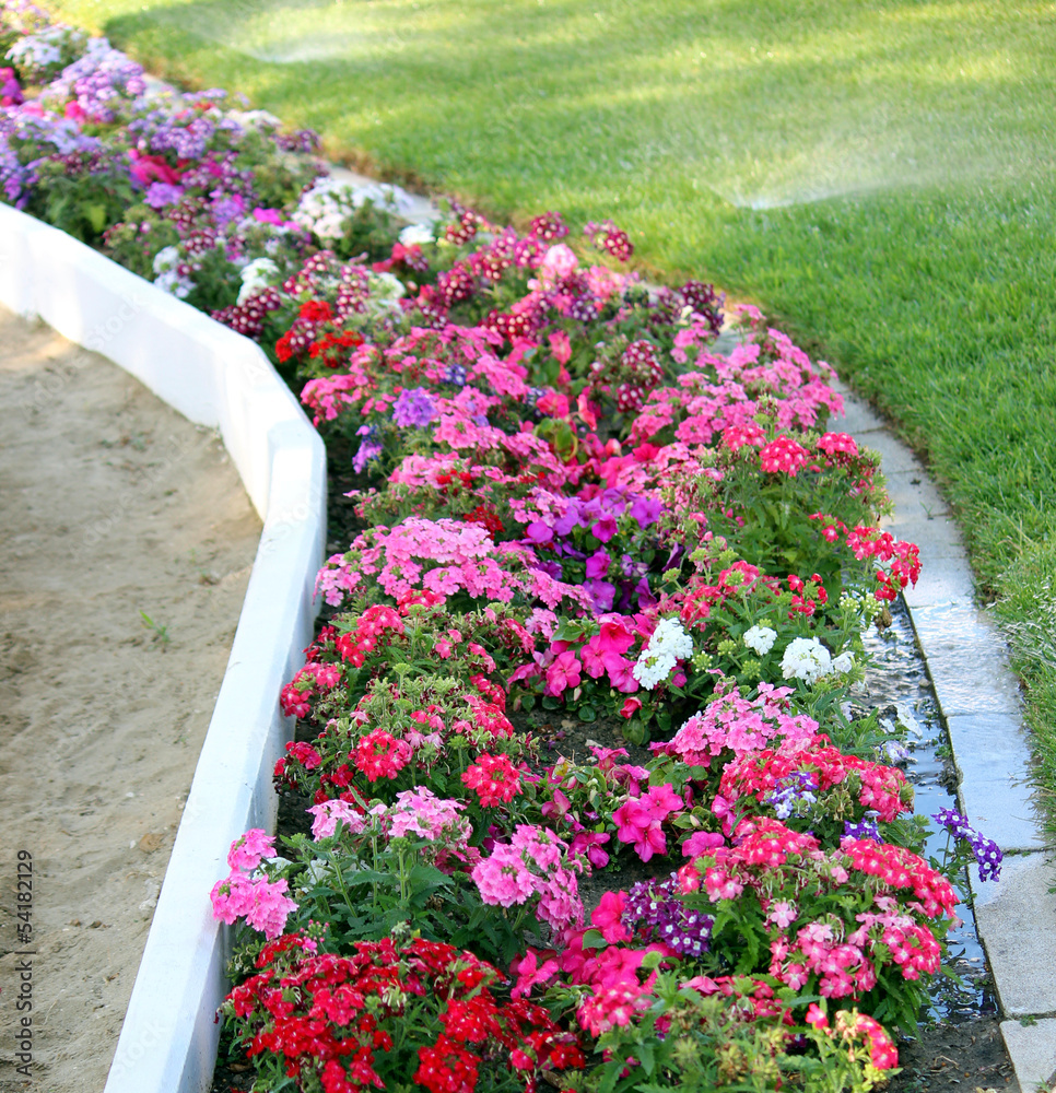 Obraz premium aiuola di fiori