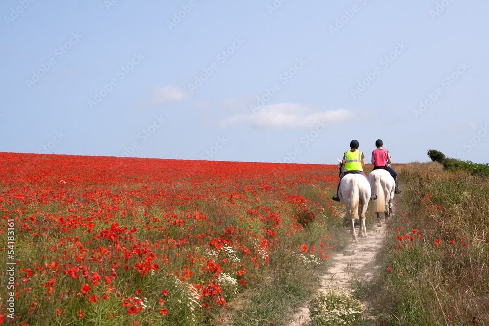 Naklejka premium Horses riding through poppies