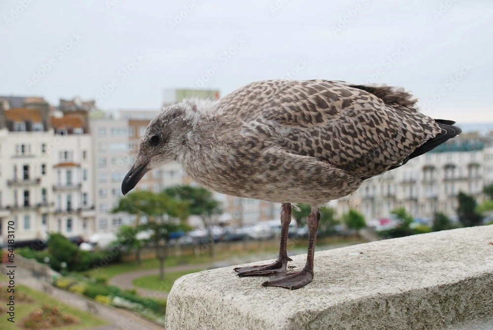 Naklejka premium A European Herring Gull chick, Hastings, East Sussex, England