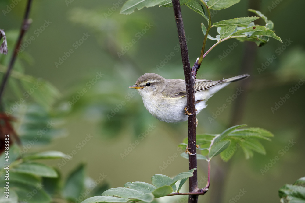 Fototapeta premium Willow warbler, Phylloscopus trochilus