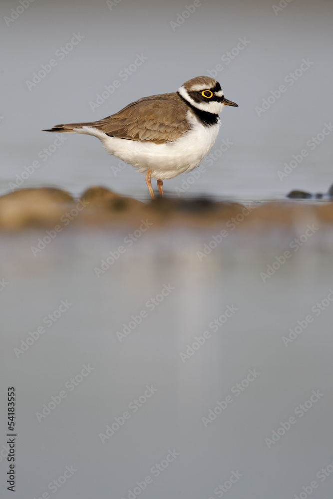 Little-ringed plover, Charadrius dubius Little-ringed plover, Charadrius dubius