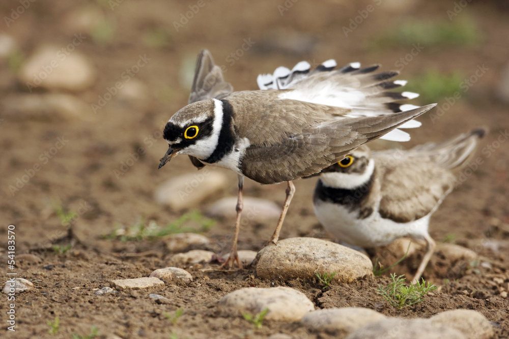 Fototapeta premium Little-ringed plover, Charadrius dubius