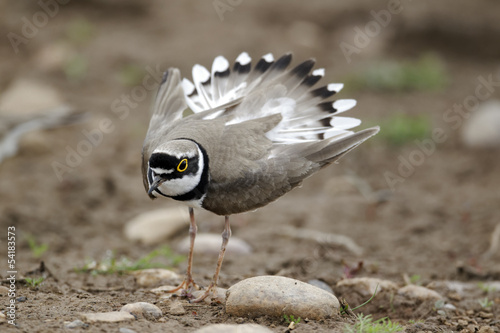Photography Little-ringed plover, Charadrius dubius