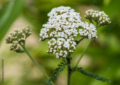 Yarrow