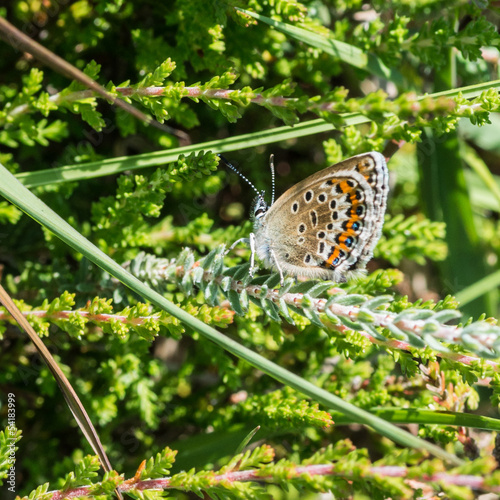 Female Silver Studded Blue photo