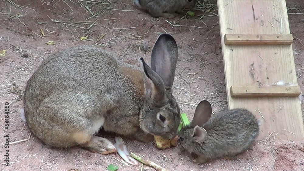 lapins