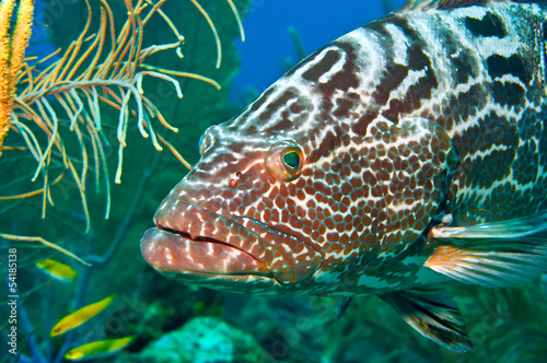 tiger grouper photo