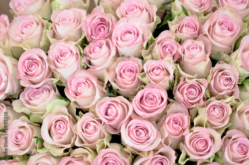 close-up of a bouquet of pink roses © slowcentury