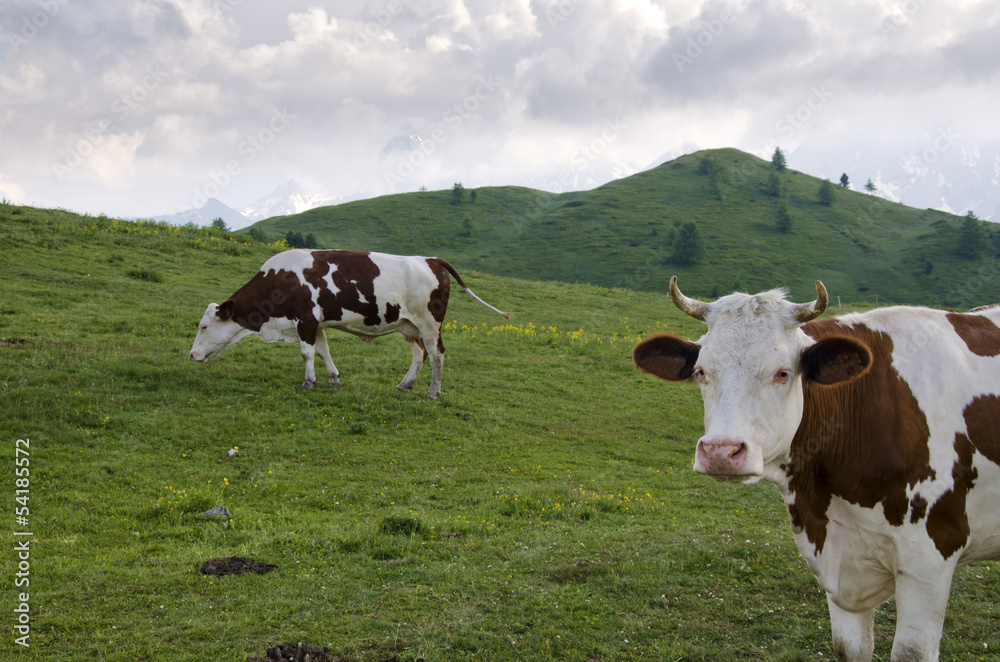 Grazing cows