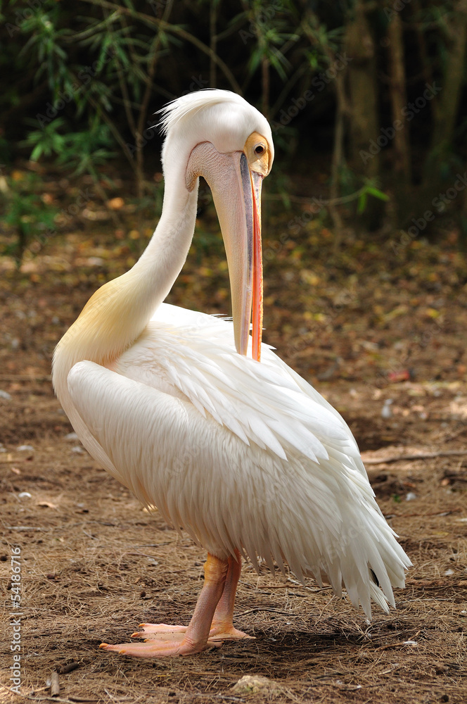 White pelican in safari park. Central Israel. White pelican in safari park. Central Israel.