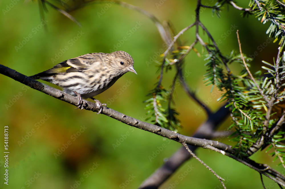 Pine Siskin Perched in Autumn