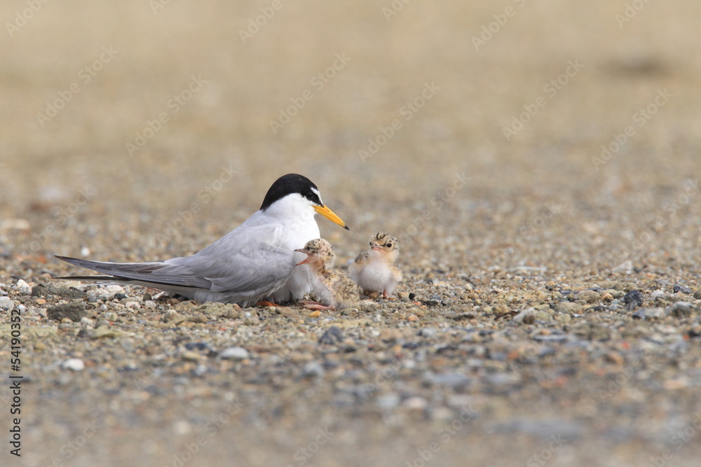 Naklejka premium コアジサシの子育て