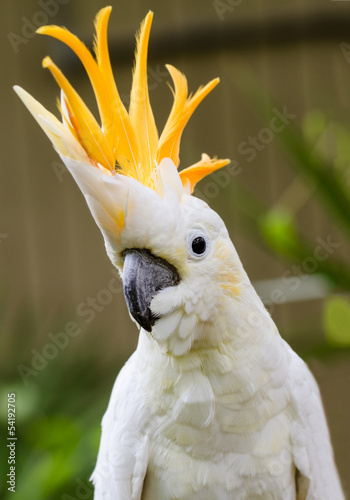 Portrait of Sulphur Crested Cockatoo (Cacatua galerita)