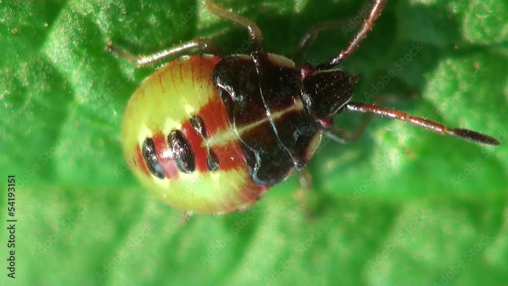 Insect macro: Pentatomidae beetle shield bug sits in green leaf 
