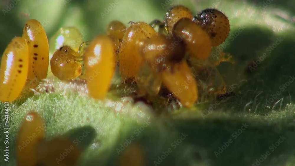Insect Macro: Larvae Second Instar Colorado Potato beetle agriculture pest, Eggs of a beetle laid on a green leaf of a potato
