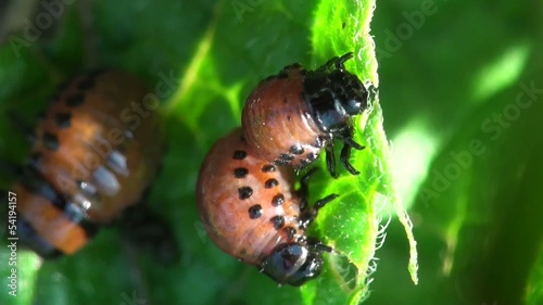 Insect Larvae macro: Second Instar Colorado Potato Beetle Agriculture Pest photo