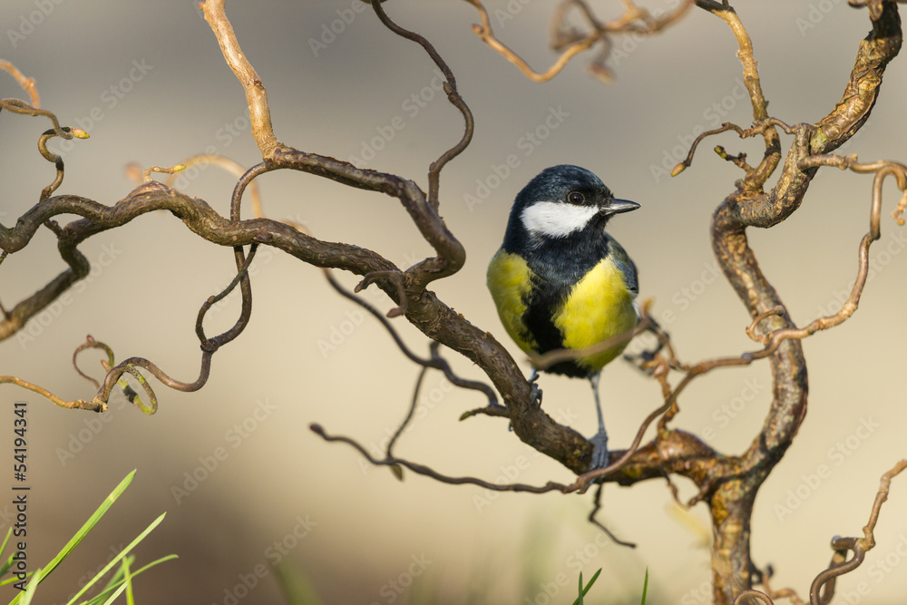 Naklejka premium Mésange charbonnière - Parus major - Great Tit
