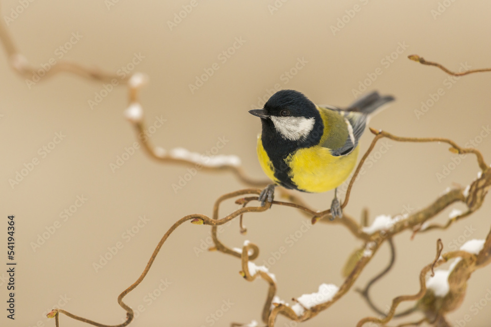 Obraz premium Mésange charbonnière - Parus major - Great Tit