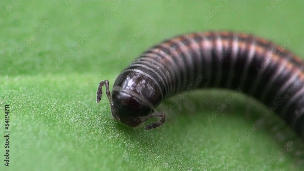  Insect Macro; Caterpillar Myriapoda in a hard chitinous shell similar to a scolopendra