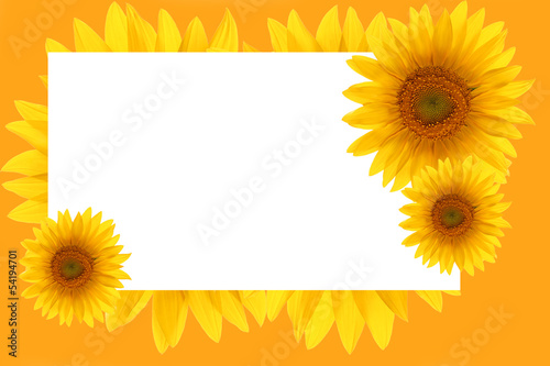 Fototapeta Naklejka Na Ścianę i Meble -  card sunflower frame flower backgrounds