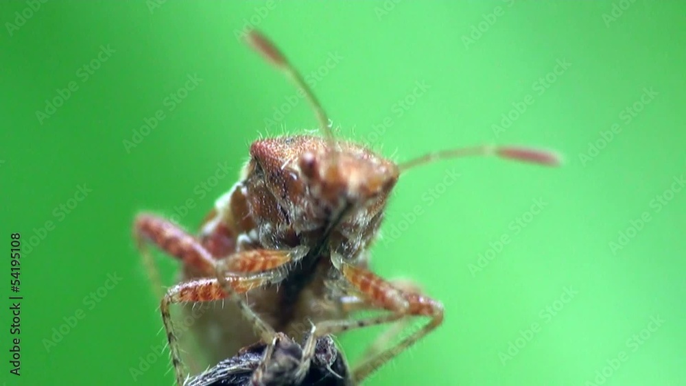 Insect Macro: Scutellatus is genus of True Bug in Miridae family sitt in summer forest and meadow Insect Macro: Scutellatus is genus of True Bug in Miridae family sitt in summer forest and meadow