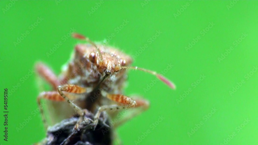 Insect Macro: Scutellatus is genus of True Bug in Miridae family sitt in summer forest and meadow Insect Macro: Scutellatus is genus of True Bug in Miridae family sitt in summer forest and meadow