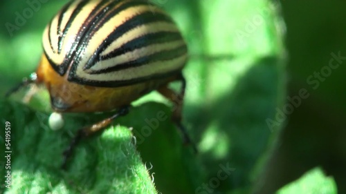 Colorado Potato Beetle - Agriculture Pest, Macro insect photo