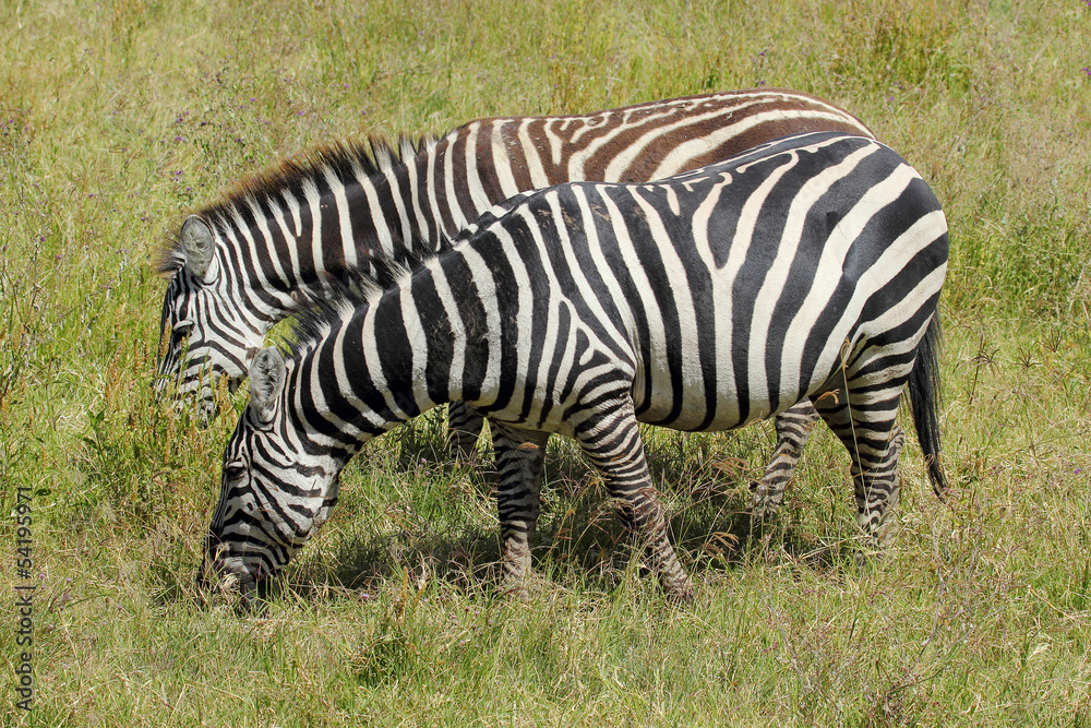 Grazing zebras Grazing zebras