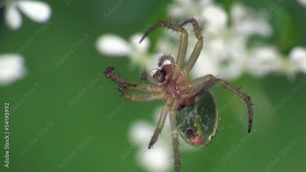 Insect Spider in web on background flowers, close-up Insect Spider in web on background flowers, close-up