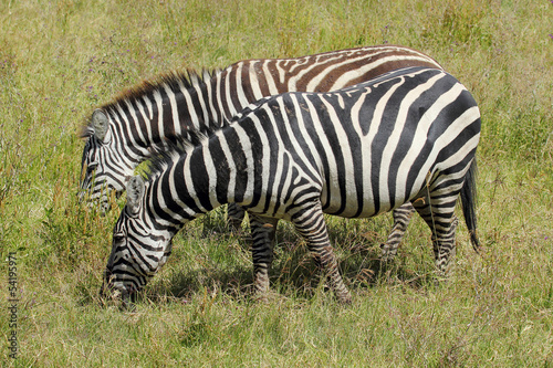 Grazing zebras