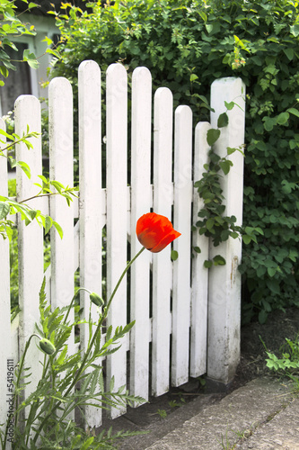 White garden gate and red poppy #54196111