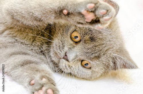 British Shorthair Cat Playing