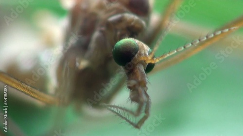 Crane Fly, Insect Mosquito, Tipula Luna male, insect sitting on green leaf photo