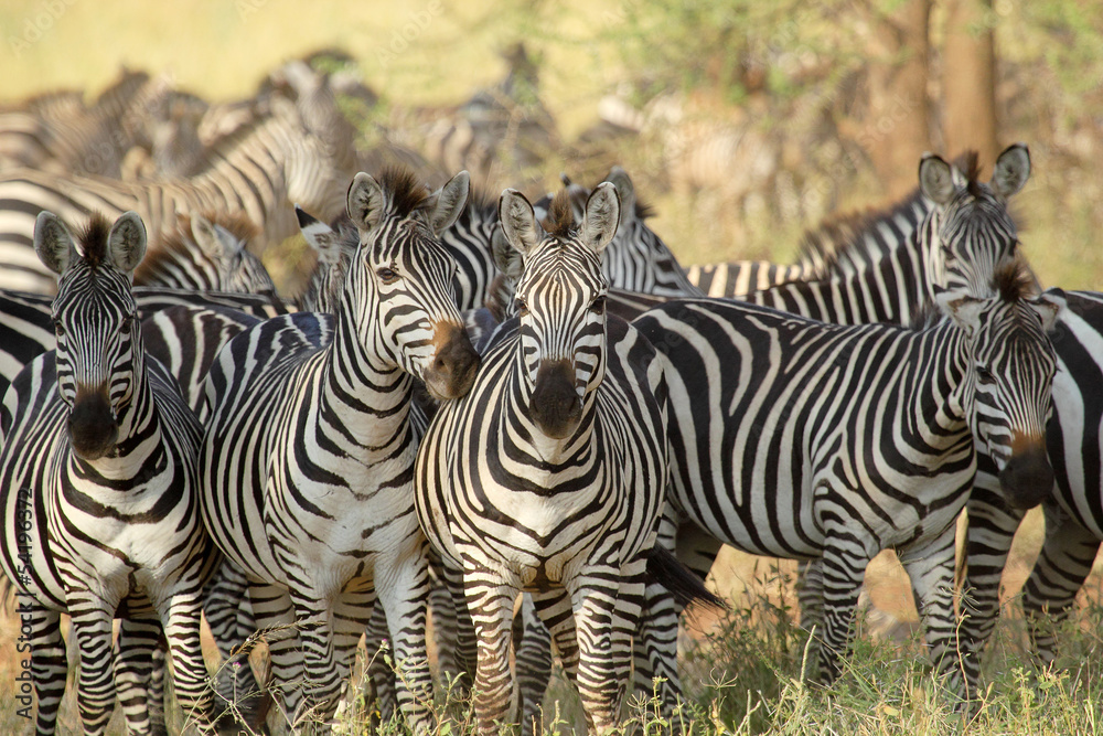 Fototapeta premium Herd of common zebras