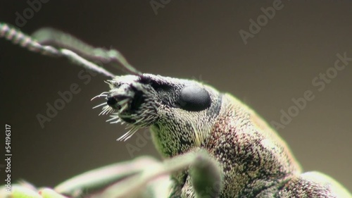 Insect close-up. Beetle Lixus Angustatus Is Weevil Subfamily In Family Curculionidae photo