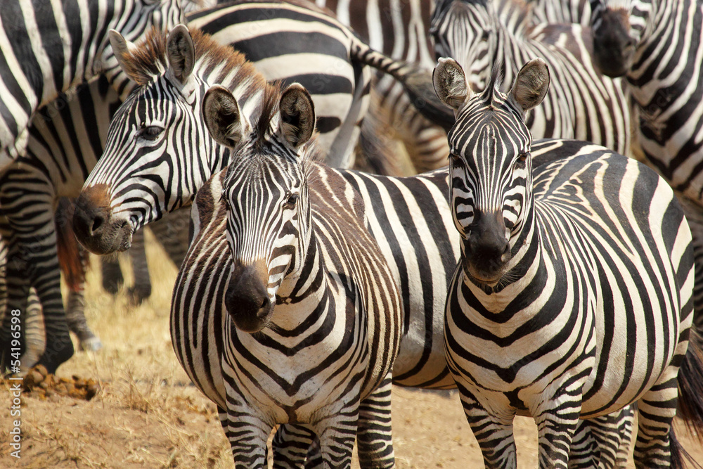 Herd of common zebras - obrazy, fototapety, plakaty 