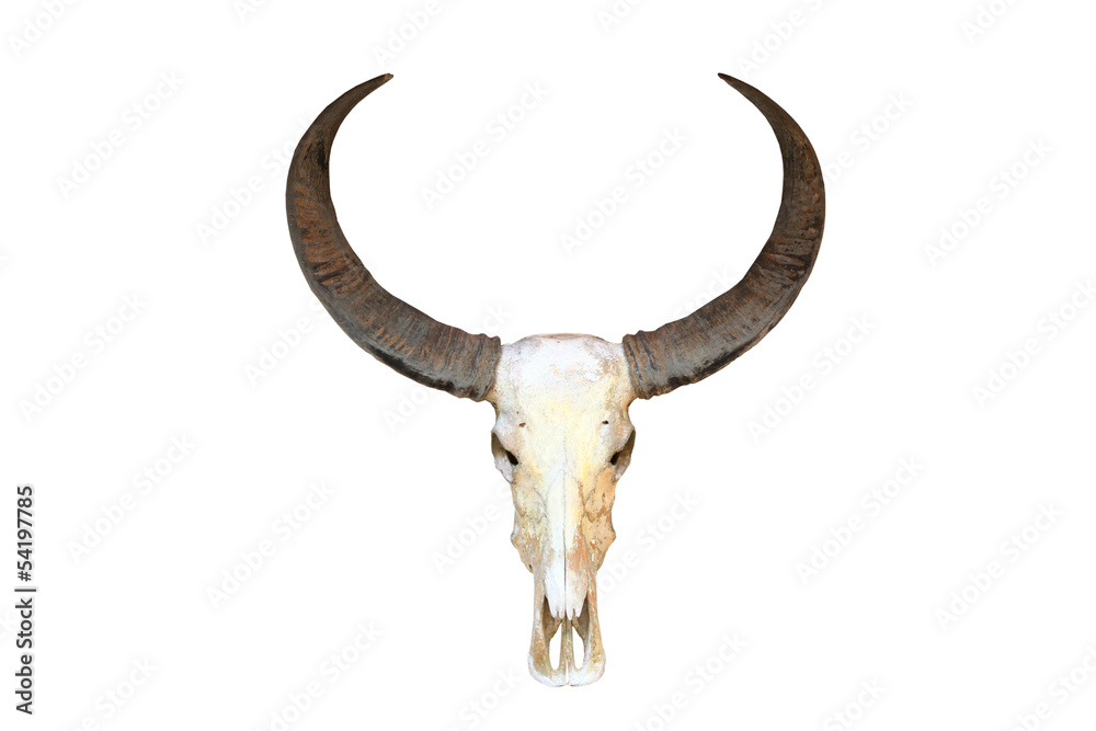 Obraz premium Buffalo skull