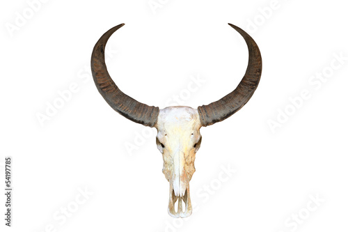 Buffalo skull © phadungsak