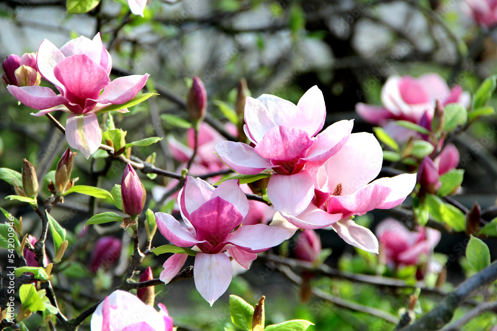Magnolia spring trees in bloom