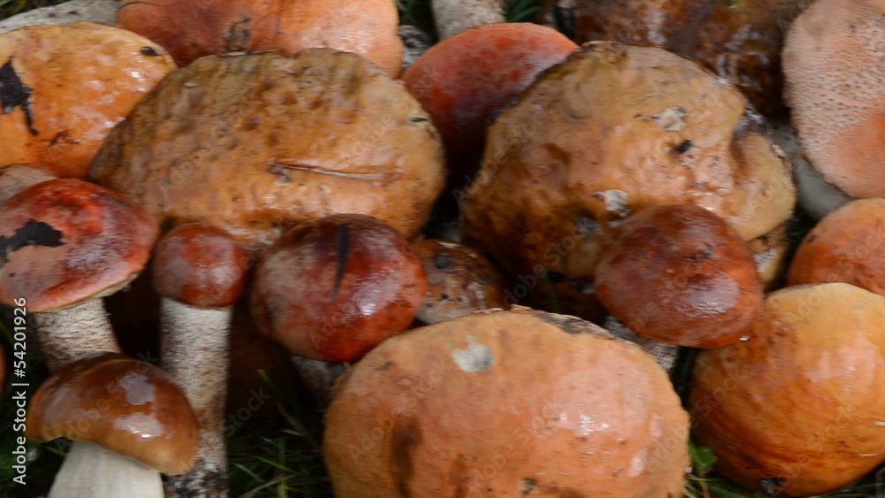 closeup stack wet orange-cap red cap mushrooms grass closeup stack wet orange-cap red cap mushrooms grass